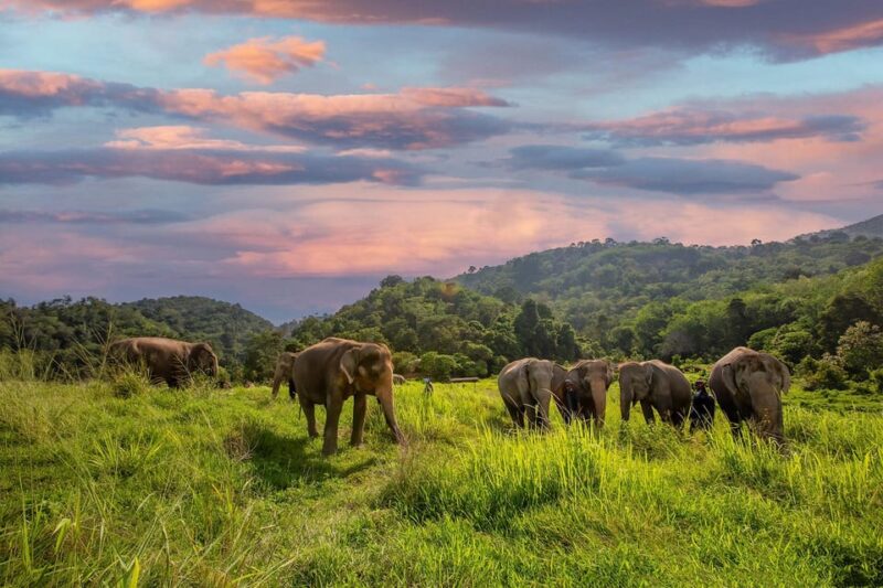 Phuket: Walk and Plant at Elephant Nature Park Visit - Feeding the Gentle Giants