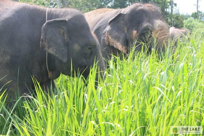 Phuket: Walk and Plant at Elephant Nature Park Visit - Inclusions and Pricing Details