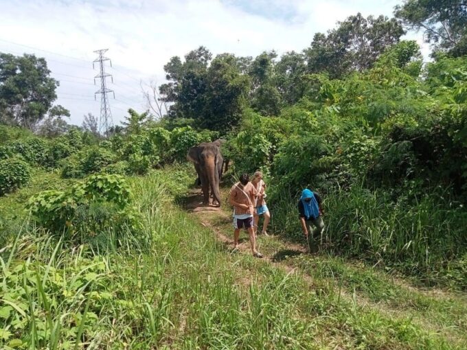 Phuket: Walk and Plant at Elephant Nature Park Visit - Flexible Booking and Cancellation Policy
