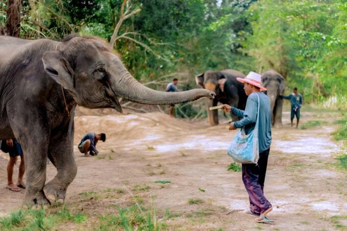 Phuket: Walk and Plant at Elephant Nature Park Visit - Frequently Asked Questions