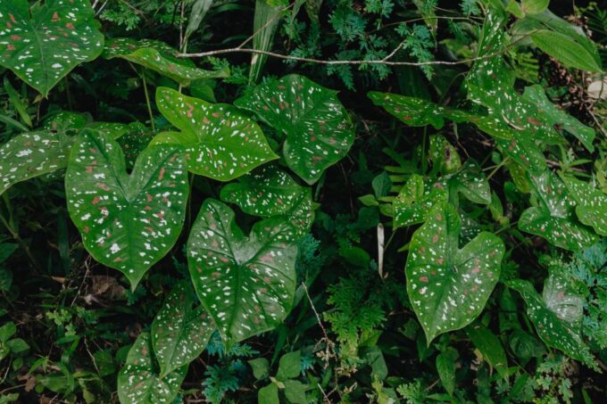 Phuket: Ziplining and Trekking Adventure - What to Expect