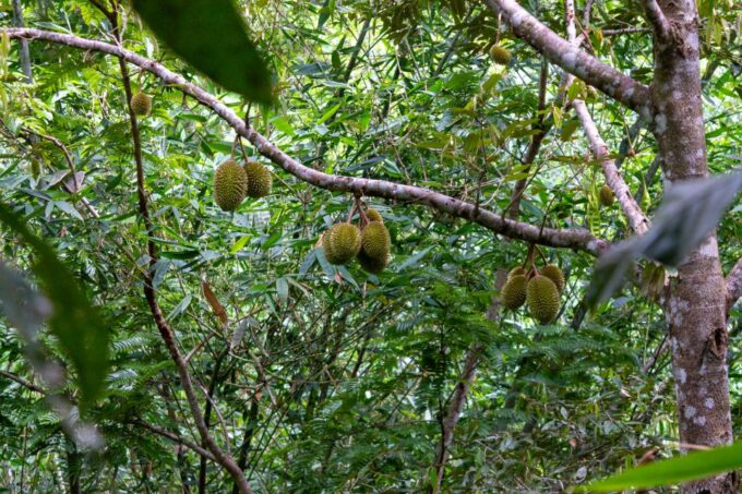 Phuket: Ziplining and Trekking Adventure - Recap