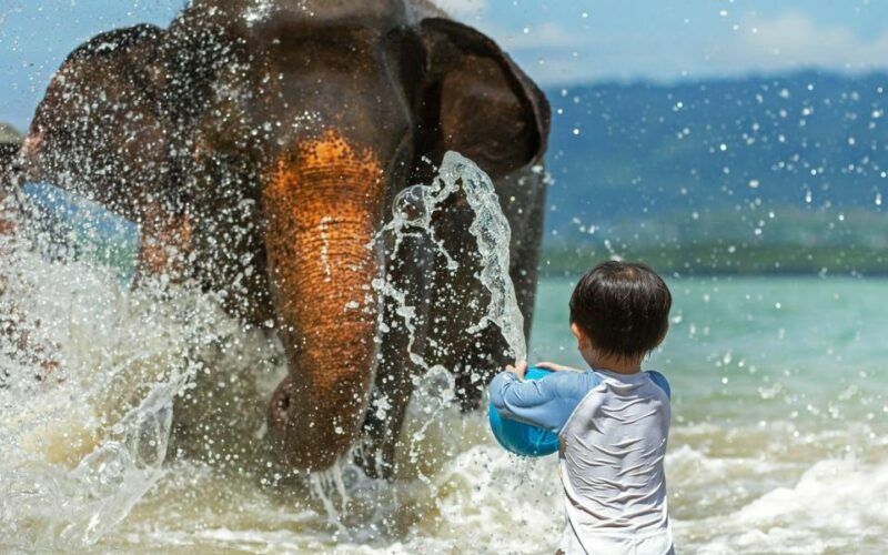 Phuket:Beach walk with elephants, rain & care. 2.5 hours - Final Thoughts