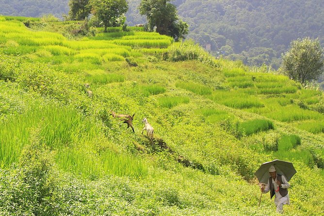 Phulchwoki Hill Hike Review: A Day Adventure - Traveler Reviews