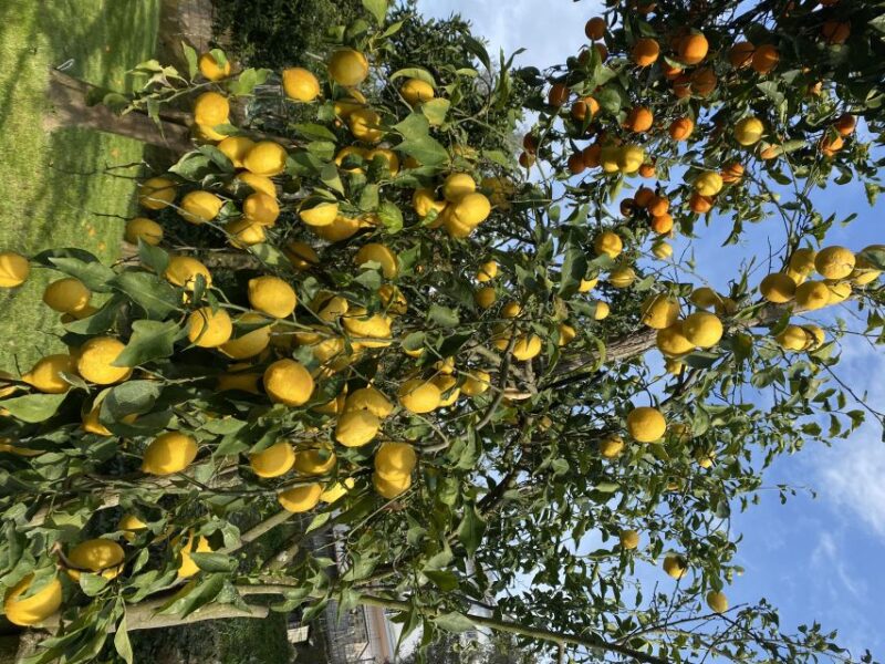 Piano Di Sorrento: Cooking Class With Food Tasting and Wine - Instructor and Group Size