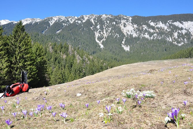 Piatra Craiului National Park Private Hiking Tour From Brasov - Option to Visit Bran Castle