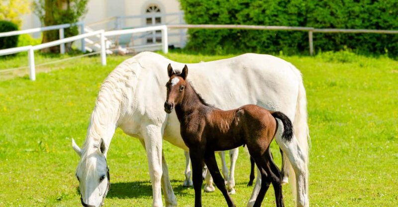 Piber: Lipizzan Stud Guided Tour - History and Breeding