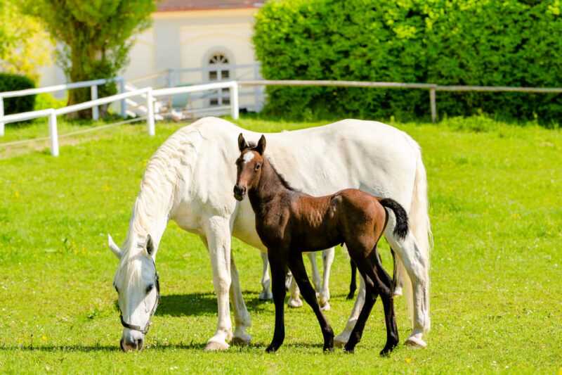 Piber: Lipizzan Stud Guided Tour - Frequently Asked Questions