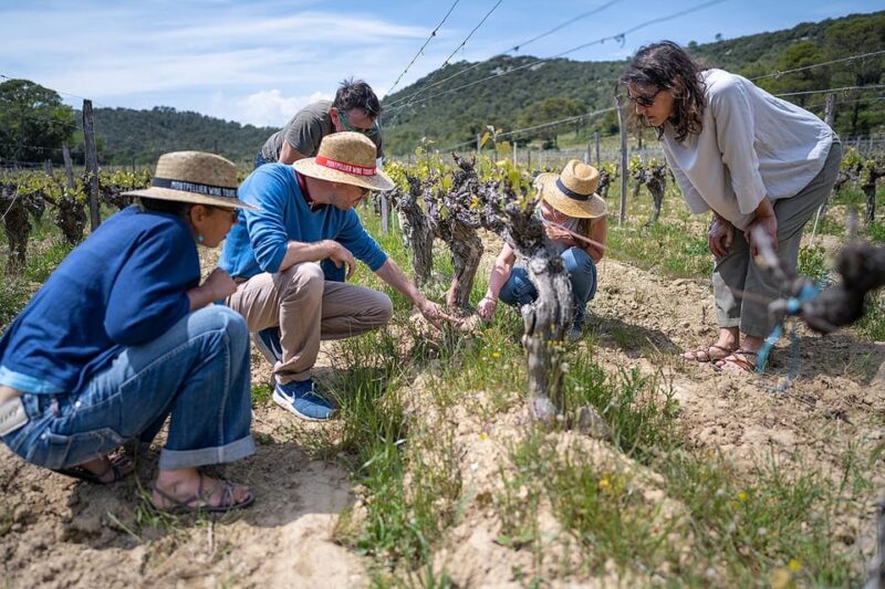 Pic Saint-Loup: Full Day Wine and Olive Tour - Olive Oil Tasting
