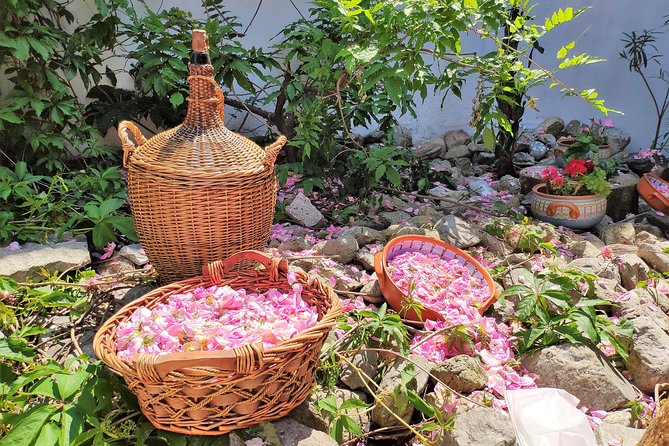 Picking Roses Workshop & Extracting Rose Oil in the Rose Valley - Picking the Roses