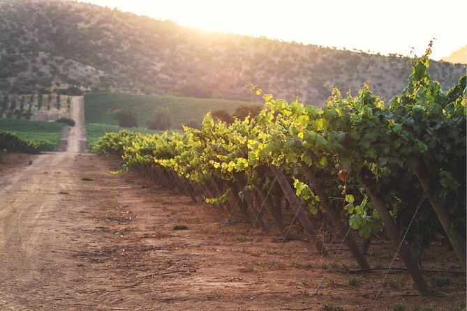 Pickup San Antonio Port Visit Chocalan Winery & Transfer to Hotel - Pickup Information