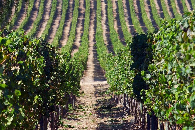 Pickup San Antonio Port Visit Chocalan Winery & Transfer to Hotel - Lunch and Transfer to Hotel