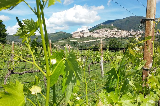 Picnic Deluxe Assisi for 2 and Wine Tasting 5 Wines - Key Points