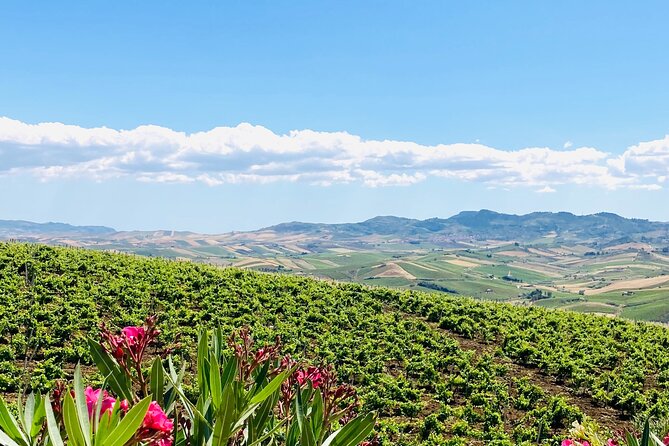 Picnic in an Organic Winery in Alcamo - Highlights of the Picnic