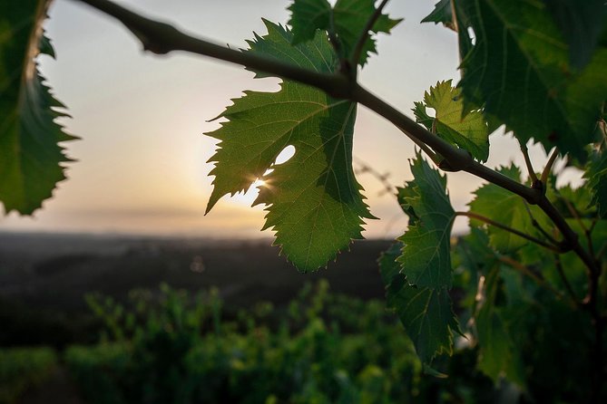 Picnic in the Countryside in the Heart of Chianti - Overview of the Experience