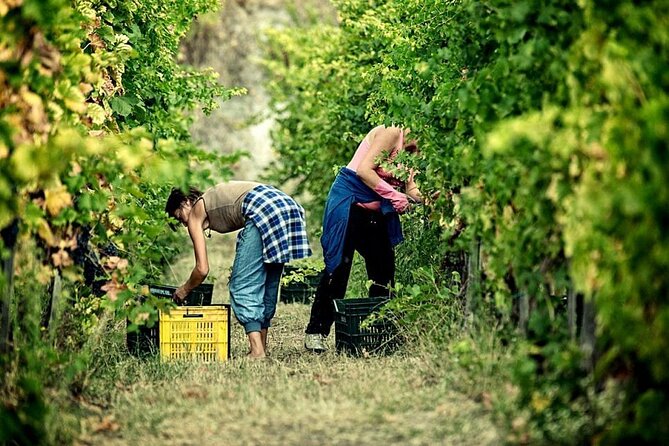Picnic in the Vineyard on the Slopes of Vesuvius - Key Points