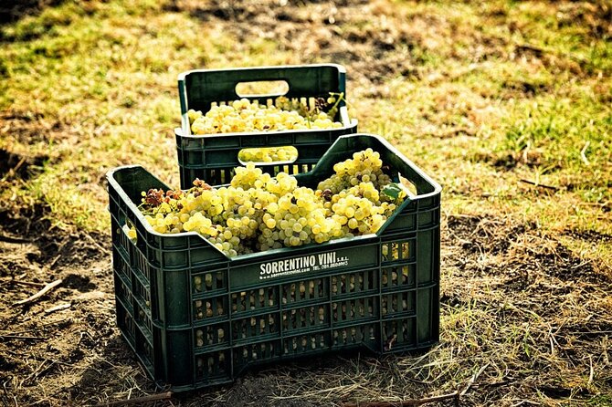 Picnic in the Vineyard on the Slopes of Vesuvius - Capturing the Essence of Campania