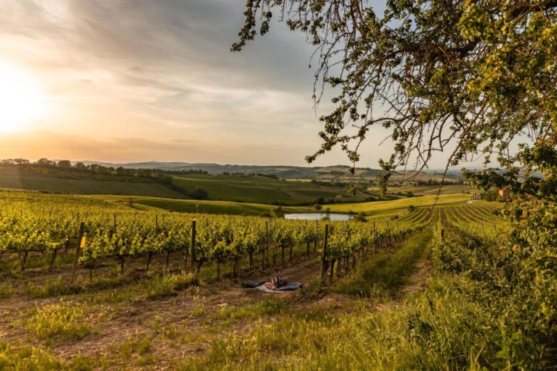 Picnic in Vineyards With a Bottle of Rosso Di Montalcino - Key Points