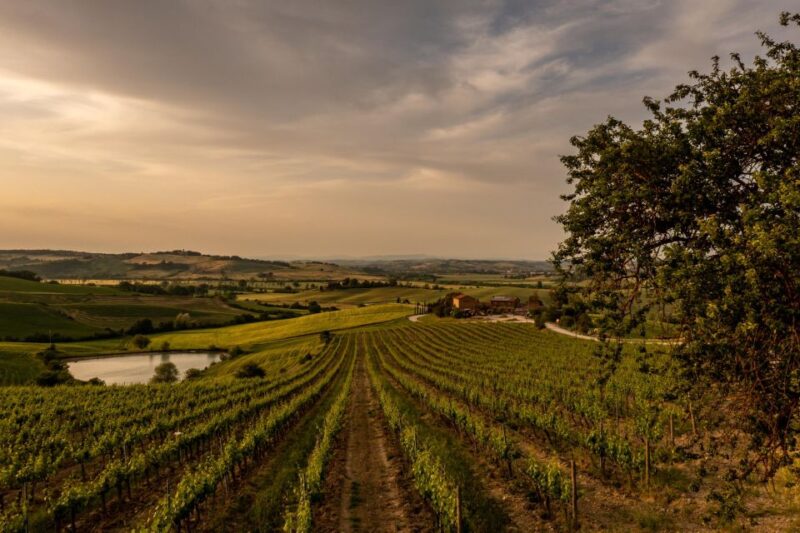 Picnic in Vineyards With a Bottle of Rosso Di Montalcino - Scenic Views and Sunset Relaxation