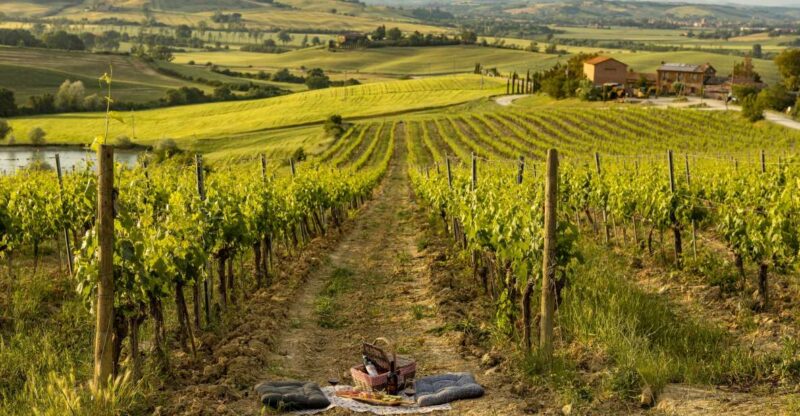 Picnic in Vineyards With Bottle of Brunello Di Montalcino - Customer Reviews