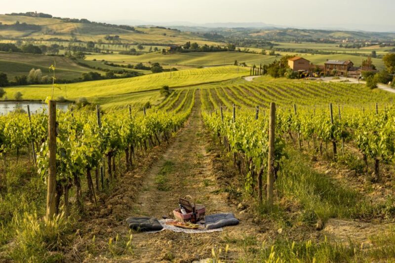 Picnic in Vineyards With Bottle of Brunello Di Montalcino - A Quintessential Tuscan Picnic