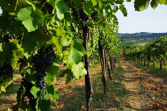 Picnic, Visit and Tasting - Key Points