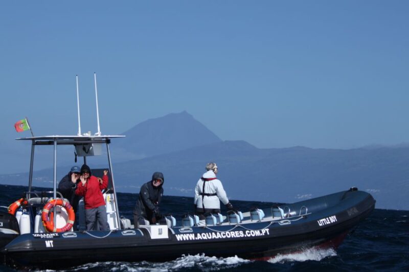 Pico Island: Azores Whale & Dolphin Watching on Zodiac Boat - Itinerary and Experience