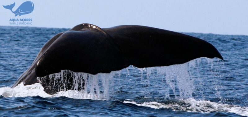 Pico Island: Azores Whale & Dolphin Watching on Zodiac Boat - Wildlife and Marine Biodiversity