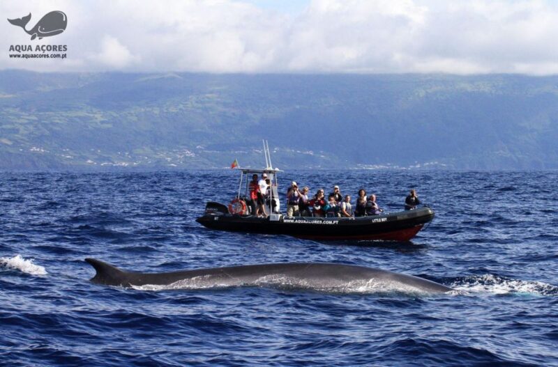 Pico Island: Azores Whale & Dolphin Watching on Zodiac Boat - Customer Feedback