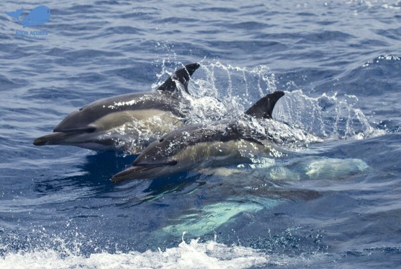Pico Island: Azores Whale & Dolphin Watching on Zodiac Boat - Itinerary and Experience
