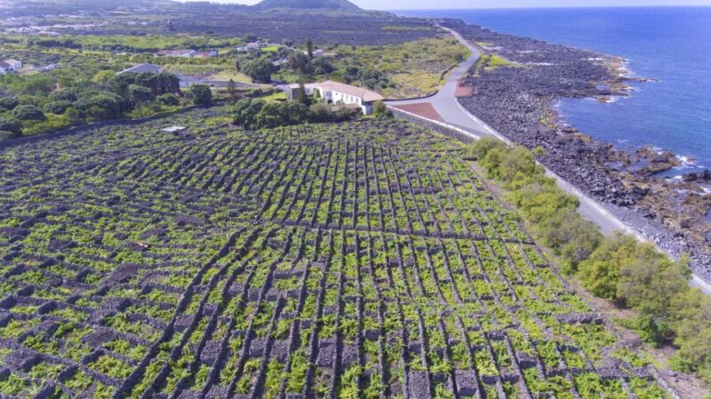 Pico Island: Full Day Wine Culture Tour - Experience and Activities