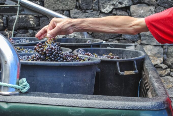 Pico Island: Full Day Wine Culture Tour - Lunch and Local Cuisine