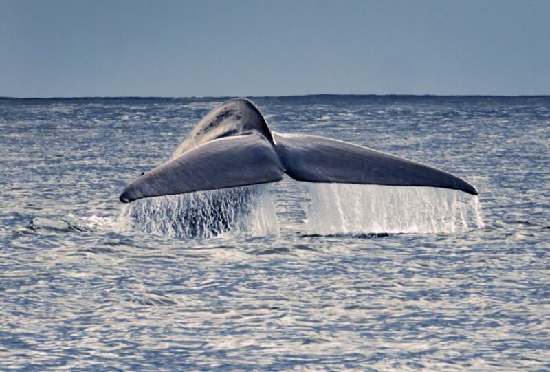 Pico Island: Whale Watching Experience From Lajes - Key Points