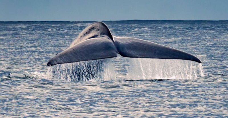 Pico Island: Whale Watching Experience From Lajes - Booking and Reservation Details