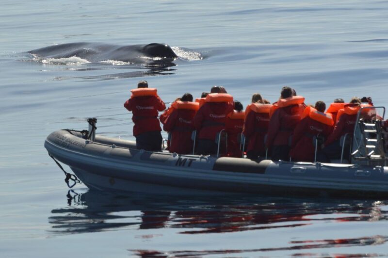 Pico Island: Whale Watching Experience From Lajes - Highlights and Itinerary