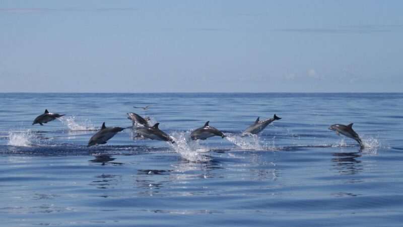 Pico Island: Whale Watching Experience From Lajes - Whats Included and Required