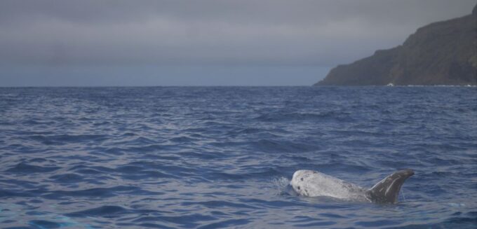 Pico Island: Whale Watching Experience From Lajes - Weather and Sea Conditions