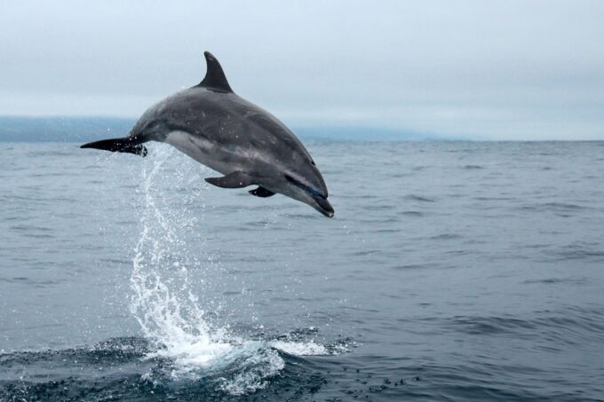 Pico Island: Whale Watching Experience From Lajes - Accessibility and Suitability