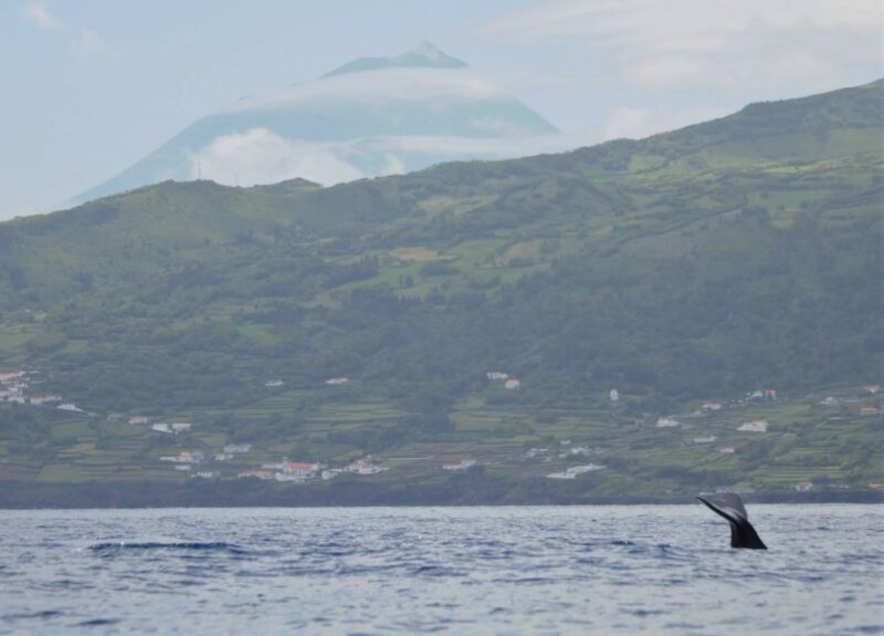 Pico Island: Whale Watching Experience From Lajes - Key Points