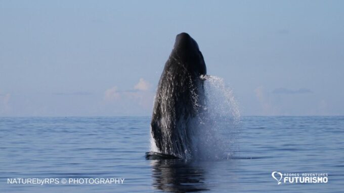 Pico Island: Whale Watching Experience From Lajes - Frequently Asked Questions