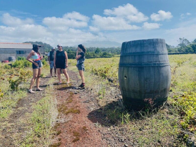 Pico Island: Wine Tasting, Independent Producers & Culture - Important Information and Recommendations