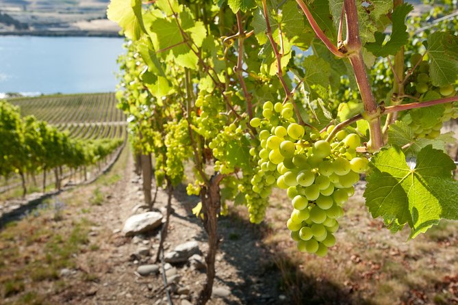 Picton CRUISE SHIP Shore Excursion Marlborough Wine Tour - Pricing and Cancellation Policy