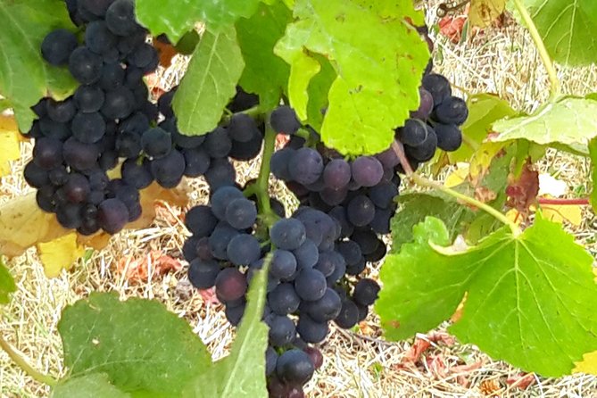 Picton CRUISE SHIP Shore Excursion Marlborough Wine Tour - Lunch Options and Costs