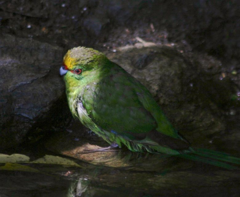 Picton: Kaipupu Sanctuary With Water Taxi Transport - Key Points