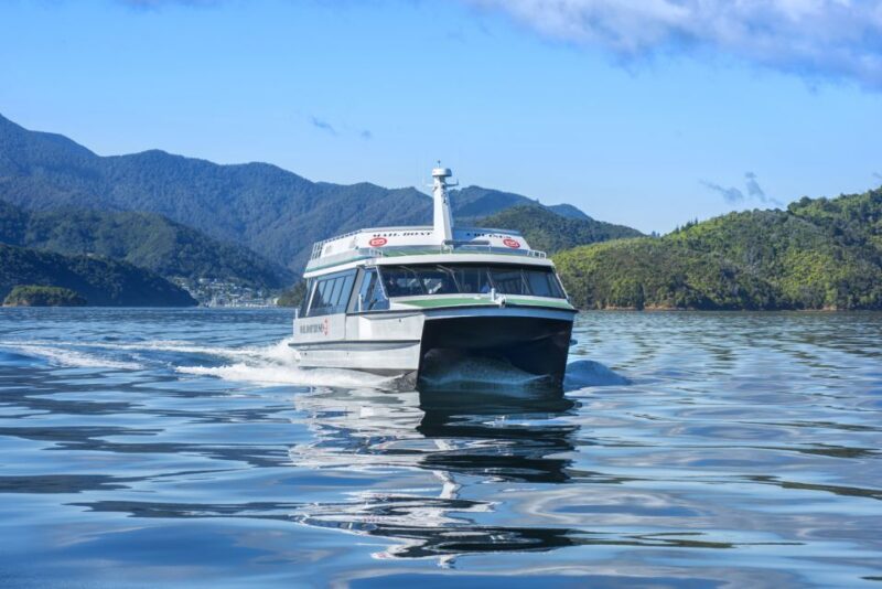 Picton: Queen Charlotte Sounds Sightseeing Cruise - Highlights of the Experience