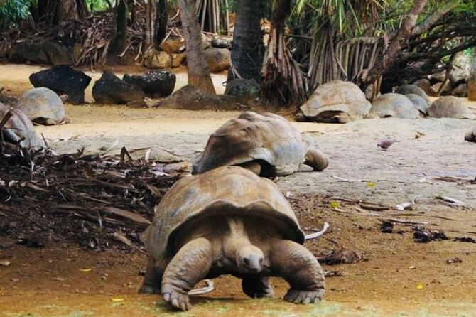 Picturesque South Tour Of Mauritius, Incl Lunch,7-Coloured Earth - Trou Aux Cerfs