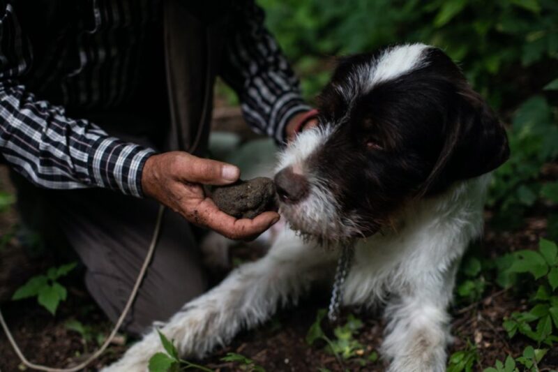 Piedmont: Private Truffle Hunting Tour With Truffle Tasting - Truffle Hunt Environment