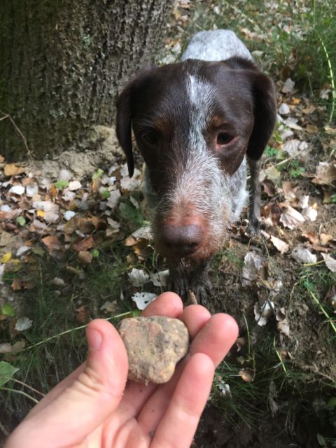 Piedmont: Truffle Hunting - Key Points