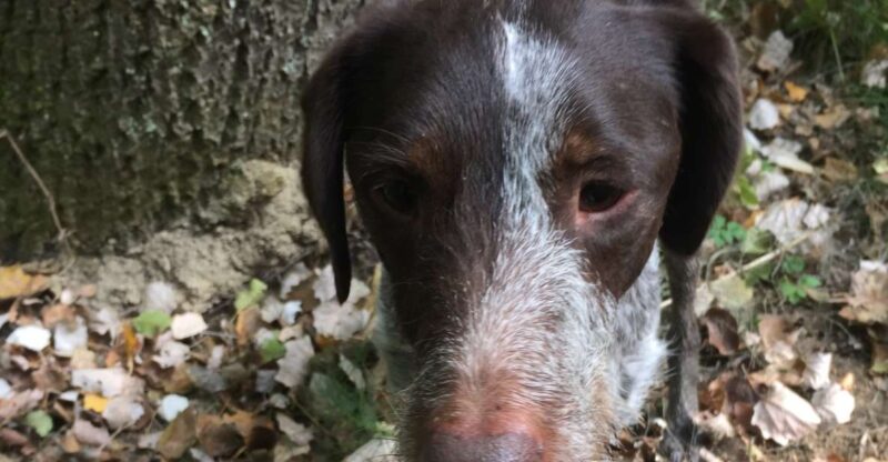 Piedmont: Truffle Hunting - Truffle Types and Seasons