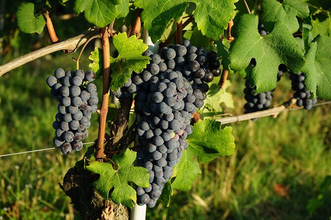 Piemonte Vineyards by Yourself From Turin - Business Car With English Chauffeur - Scheduling and Availability